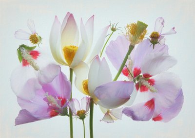 Eterisk blomsterkomposisjon av Fangping Zhou