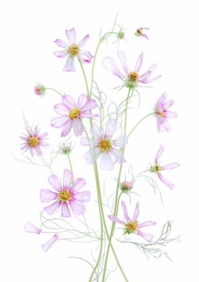 Eterisk rosa kosmos av Fangping Zhou