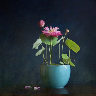 Strålende rosa lotus av Fangping Zhou