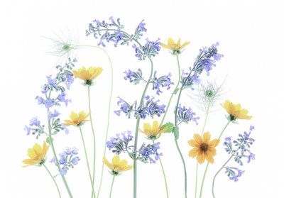 Blomster på vill eng av Fangping Zhou