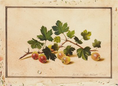 Stikkelsbær, 1818 av Fedor Petrovich Tolstoy