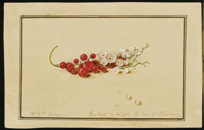 Røde og hvite rips, 1818 av Fedor Petrovich Tolstoy