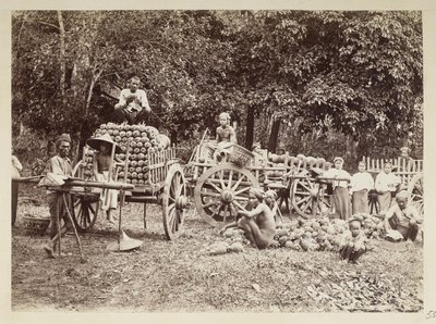 Laster høstede ananas på vogner, Burma, Elgin Collection: 