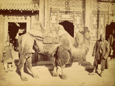 Bactrian Camel with Handler, ca. 1860 (fotogravyr) av Felice Beato