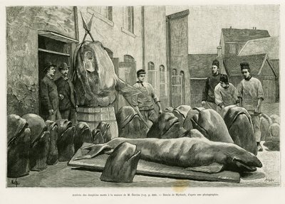 Ankomsten av de døde delfinene til Mr. Ostroms hus på Torrents Island. Gravering av Myrbach for å illustrere historien Un mois dans l