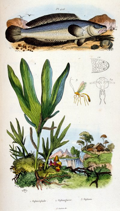 Botanisk og zoologisk illustrasjon av F.E. Guerin. Fra *Pittoresk ordbok for naturhistorie og naturfenomener* - 1833/1834 av Felix-Edouard Guerin