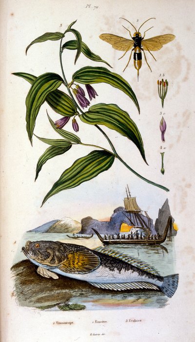 Botanisk og zoologisk illustrasjon av F.E. Guerin. Fra *Pittoresk ordbok for naturhistorie og naturfenomener* - 1833/1834 av Felix-Edouard Guerin