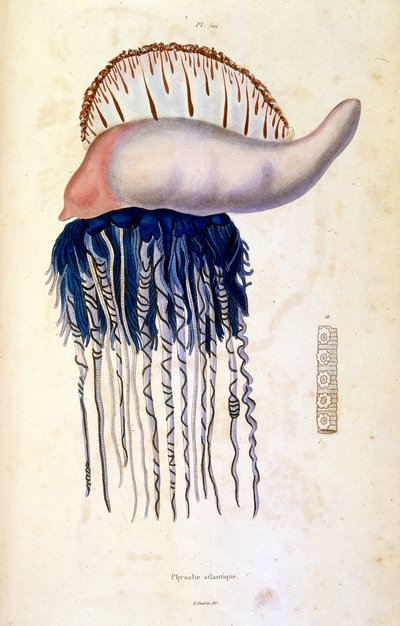 Botanisk og zoologisk illustrasjon av F.E. Guerin. Fra *Pittoresk ordbok for naturhistorie og naturfenomener* - 1833/1834 av Felix-Edouard Guerin