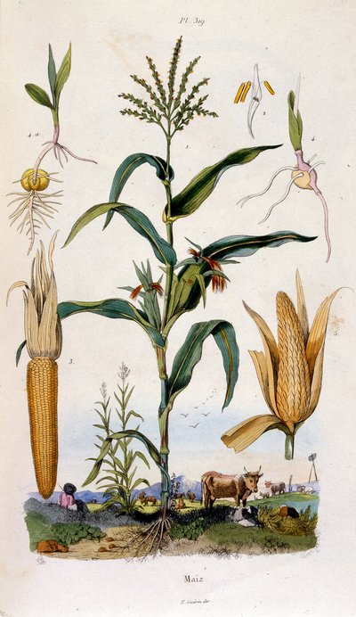 Botanisk og zoologisk illustrasjon av F.E. Guerin. Fra *Pittoresk ordbok for naturhistorie og naturfenomener* - 1833/1834 av Felix-Edouard Guerin