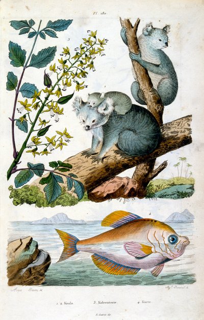 Koalabjørn og fisk. Botanisk og zoologisk illustrasjon av F.E. Guerin. Fra *Pittoresk ordbok for naturhistorie og naturfenomener* - 1833/1834 av Felix-Edouard Guerin