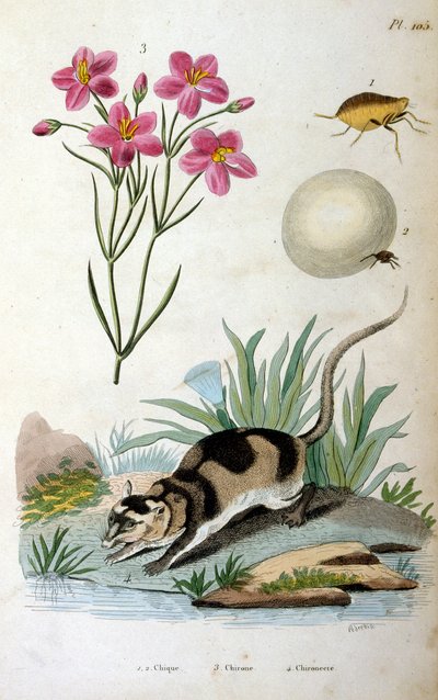 Vannopossum (Chironectes minimus) av Felix-Edouard Guerin