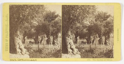 Der Garten der Oliven, Jerusalem, Nr. 576 aus der Serie "Ansichten von Palästina" av Félix Bonfils