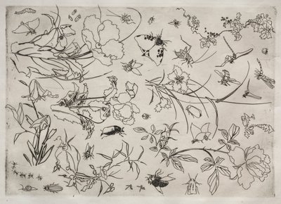 Middagsservering Rousseau-servering: Blomster og insekter nr. 15, 1866. av Felix Bracquemond