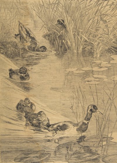 Duck Frolic, 1850-1914. av Felix Bracquemond