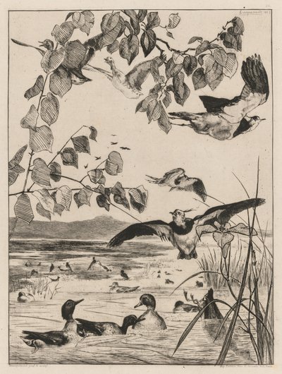 Vipper og krikkand av Felix Bracquemond