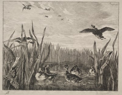 Teal, 1853. av Felix Bracquemond