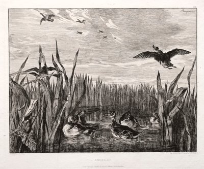Teals, 1853 trykt 1864. av Felix Bracquemond
