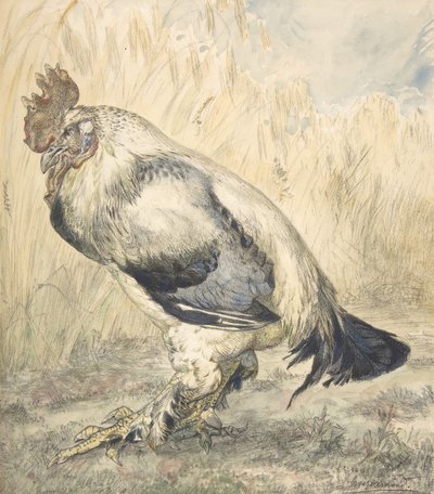 Den gamle hanen, ca. 1882. av Felix Bracquemond
