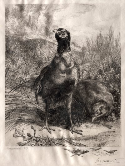 Fasanene, 1899. av Felix Bracquemond