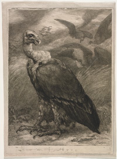 Gribb av Felix Bracquemond