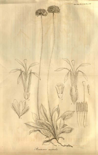 Dette er Tab. 28 fra bind X av Transactions of the Linnean Society of London, utgitt i 1811 av Ferdinand Bauer