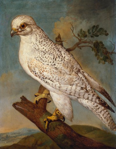 En falk på en gren, 1736 av Ferdinand Phillip de Hamilton