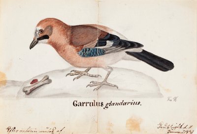  av Ferdinand von Wright