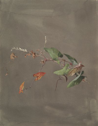 Bindweed av Fidelia Bridges