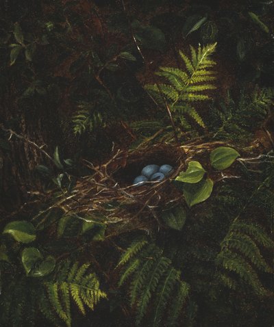 Fugleredet og bregner, 1863 av Fidelia Bridges