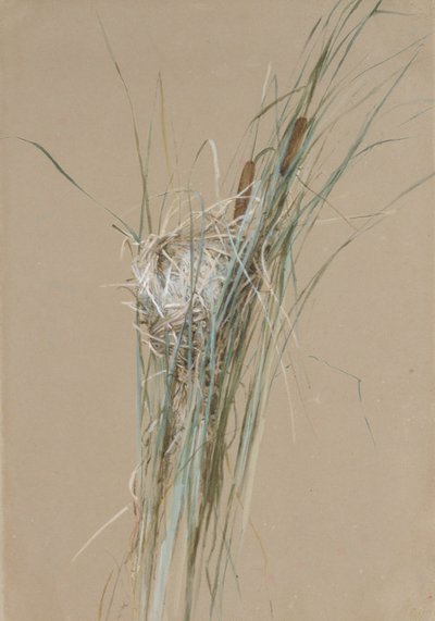 Birds Nest i Cattails, ca. 1875. av Fidelia Bridges
