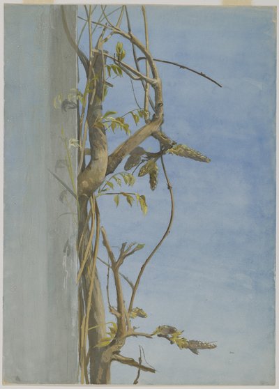 Wisteria på en vegg (wc på papir) av Fidelia Bridges