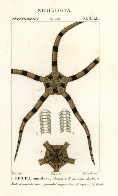 Sprø stjerne pigghud, Ophiomastix annulosa, Ophiura annulosa av Finocchi Finocchi