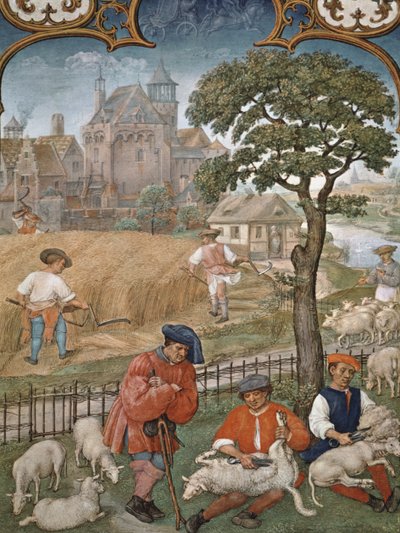 Fol.7v Juli måned: Høst og saueklipping, fra Breviarium Grimani, ca. 1515 av Flemish School