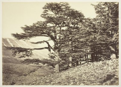 Cedars of Libanon, ca. 1870. av Félix Bonfils