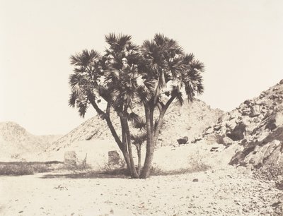 Omgivelsene til Fileh, Palmier Doum på den østlige bredden av Nilen, 1851-52, trykt 1853-54. av Félix Teynard