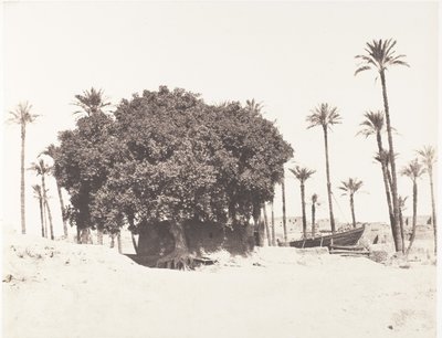 Esneh, daddelpalmer, sycamore og kaffe på kanten av Nilen, 1851-52, trykt 1853-54. av Félix Teynard