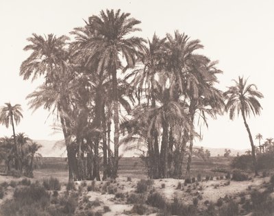 Karnak, gruppe daddelpalmer sett fra punkt A, 1851-52, trykt 1853-54. av Félix Teynard