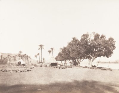 Korósko, Sycomores and Campment of a Caravan for Sennâr, 1851-52, trykt 1853-54. av Félix Teynard