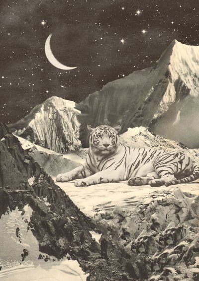 Kjempe hvit tiger i fjellene av Florent Bodart