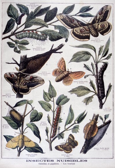 Skadelige insekter: larver, sommerfugler og møll, 1897 av Fortuné Méaulle
