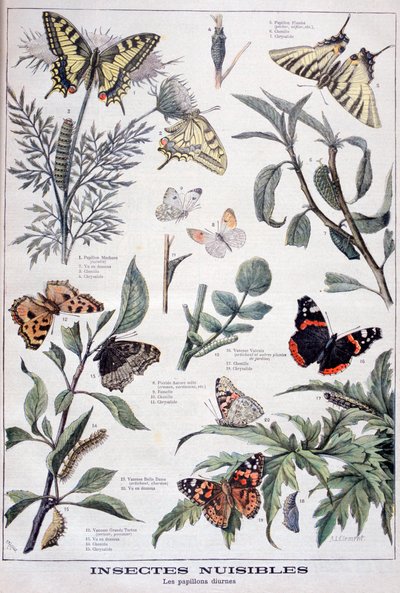Skadelige insekter: dagslyssommerfugler, 1897 av Fortuné Méaulle