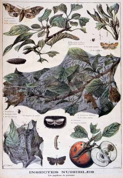 Skadelige insekter: møll som skader epletrær, 1897 av Fortuné Méaulle