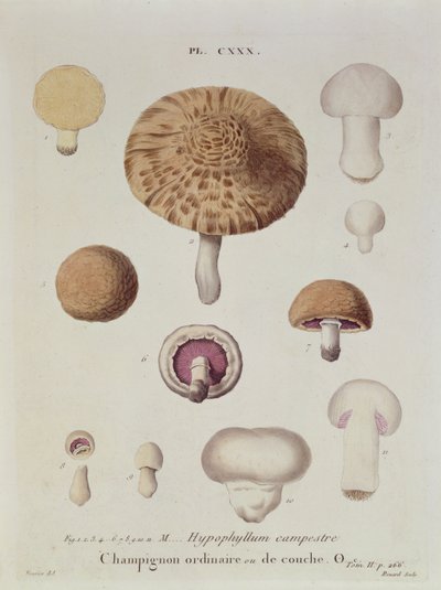 Hypophyllum campestre eller marksoppen, tallerken 130 fra 'Iconographie des Champignons de JJ Paulet' av JH Leveille, gravert av Renard, 1855 av Fossier