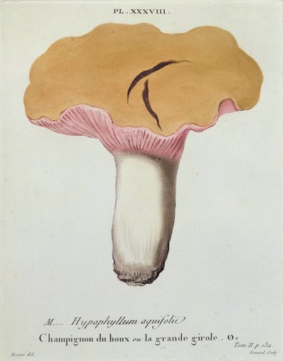Hyprophyllum aquifolii, plate 38 fra 