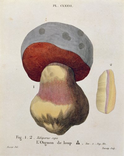 Tubiporus cepa, plate 176 fra 