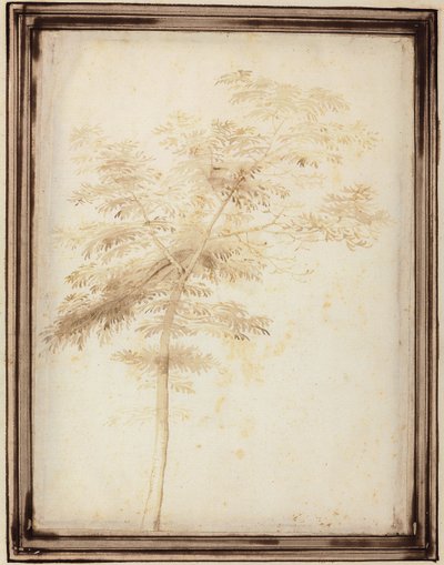 En studie av et tre av Fra Bartolomeo
