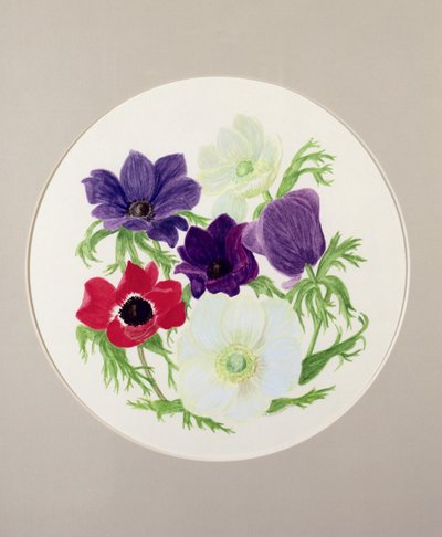 Anemoner av Frances Buckland