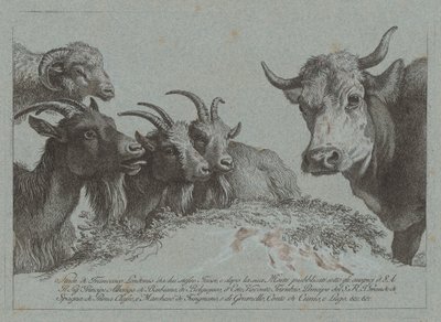 Study of Heads: Three Goats, an Ox, and a Ram, publisert ca. 1783. av Francesco Londonio