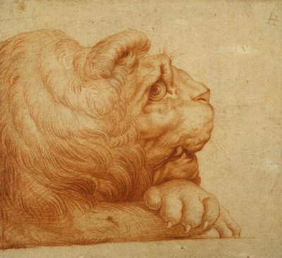 Et løvehode i profil (rødt kritt på hvitt papir) av Francesco de Rossi Salviati Cecchino