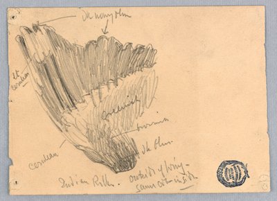 Skisse av en vinge av Francis Augustus Lathrop